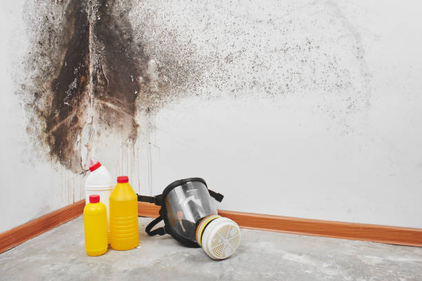 Best Local Mold Removal Service  in South Riding, VA