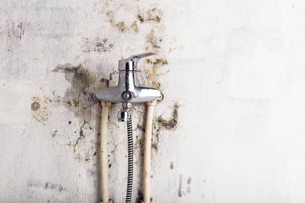  South Riding, VA Mold Removal Pros