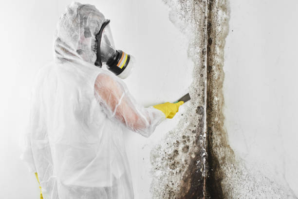 Mold Testing and Removal in South Riding, VA