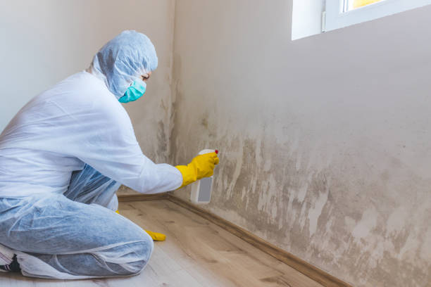 Attic Mold Removal in South Riding, VA