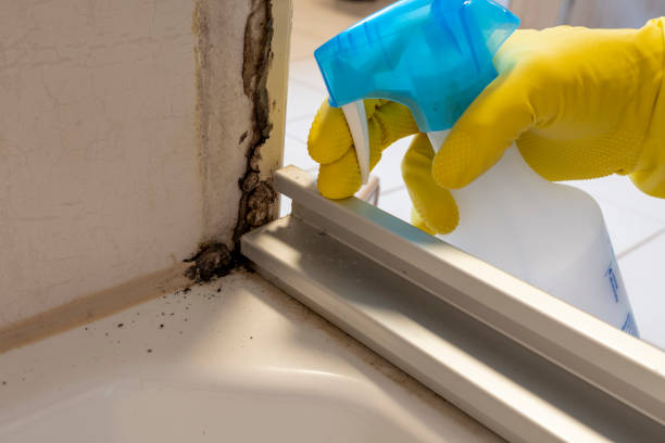 Best Toxic Mold Removal  in South Riding, VA
