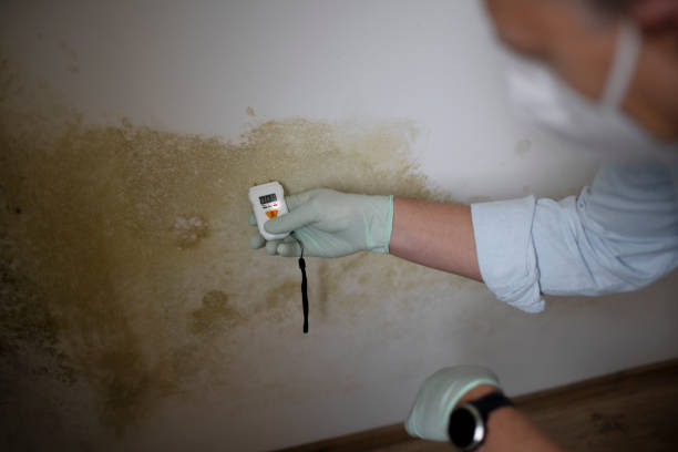Best Certified Mold Removal  in South Riding, VA