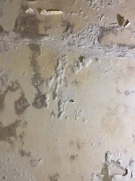 Best Mold Removal Near Me  in South Riding, VA