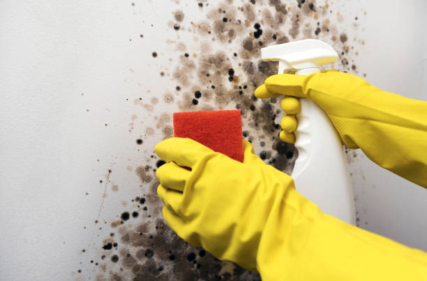 Best Mold Cleaning Services  in South Riding, VA