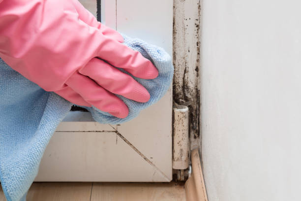 Best Mold Testing and Removal  in South Riding, VA