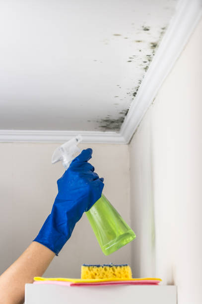 Best Mold Damage Repair  in South Riding, VA