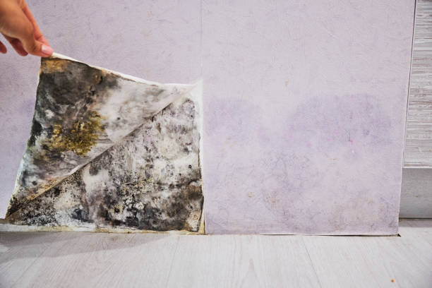 Best Attic Mold Removal  in South Riding, VA